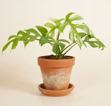 Luz de la luna - Imagen 3