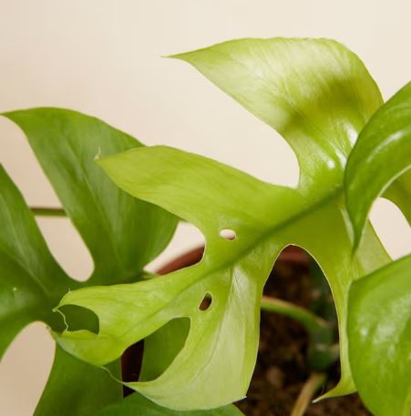 Luz de la luna - Imagen 4