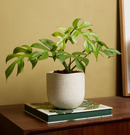 Luz de la luna - Imagen 2