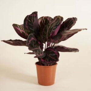 Roseopicta Surprisestar