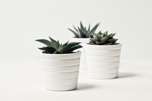 Three potted succulent plants in white pots on a simple white backdrop, perfect for decor inspiration.